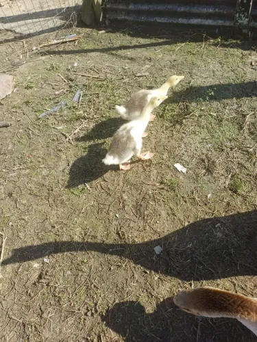 Vende-se filhotes de ganso.