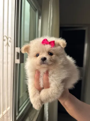 LULU DA POMERÂNIA FÊMEA- À VENDA