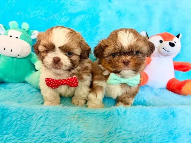 SHIH TZU FILHOTES