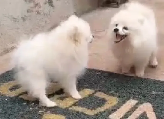 Spitz alemão macho