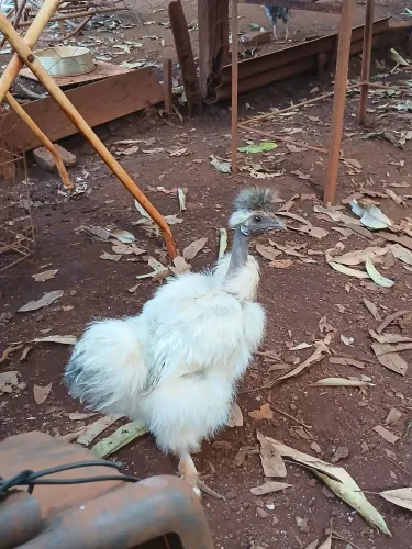Galinha sedosa