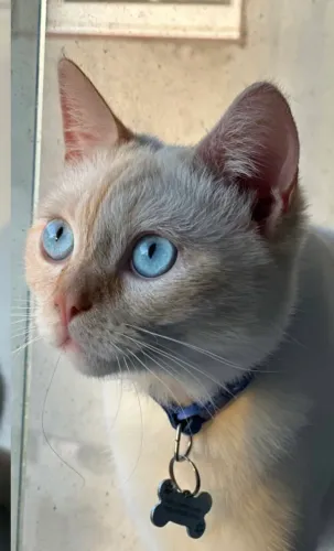 Doação de gato macho 