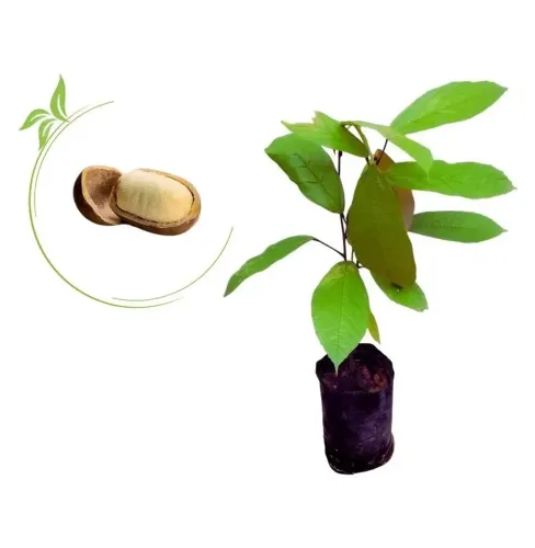 Muda de pé de cupuaçu