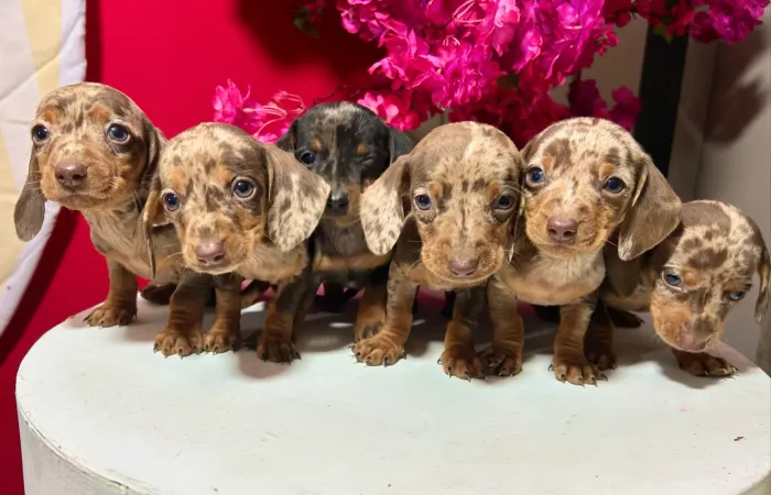 Filhotes Teckel - Dachshund - Salsichinha