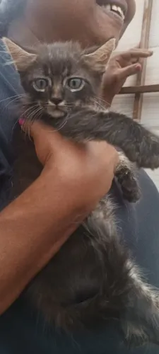 Lindos gatinhos 