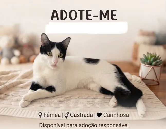 Gata castrada