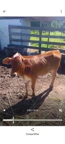 Girolando 3/4 e Bezerra com leite ao pé.