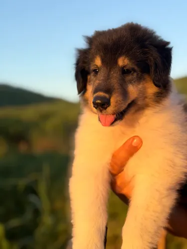 Filhote de border collie com rough collie 