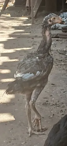 Vende-se frango caipira temos pintinhos indianos 