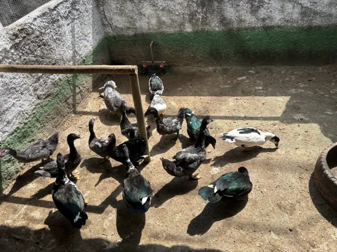 Patos jovens