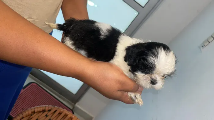 Lindos filhotes shih tzu