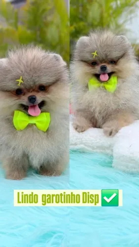 Lulu Pomerania