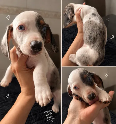Dachshund 