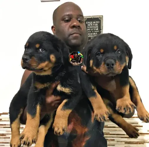 Filhotes de Rottweiler com Pedigree