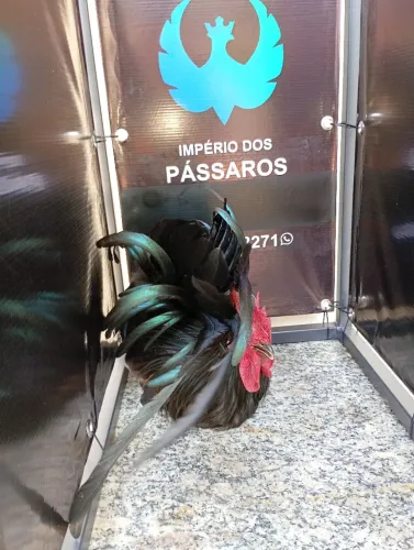 Vendo Garnize Nagasaki