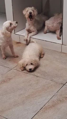 Vende-se cachorro Poodle 