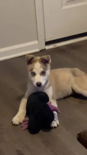 Filhote Husky Siberiano macho Selecionado unico