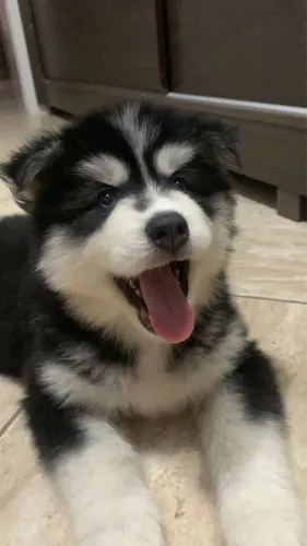 Husky siberiano ¿ beleza e muito amor para sua família !! 10x sem juros