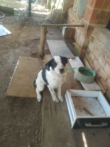 Cachorra misturada com rotivaile