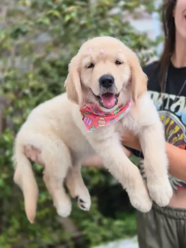 Filhotes de Golden Retriever 