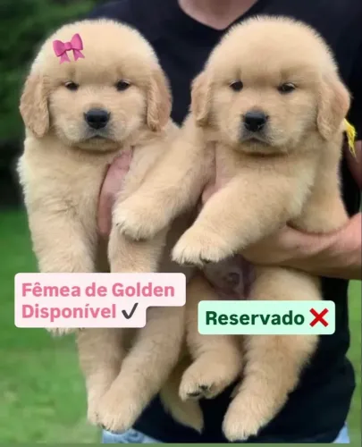 Fêmea de Golden Retriever com Pedigree
