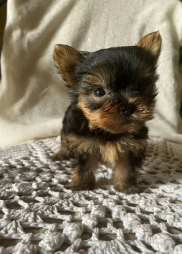 Lindos Filhotes de Yorkshire com Pedigree