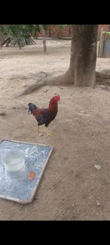 Frangos Caipira, E Uma Franga .