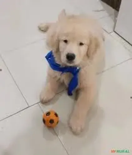 Golden Retriever : Alegria para sua casa filhotes Puros