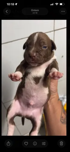 Cachorros disponíveis da raça pitbull
