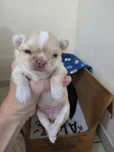 Chihuahua pelo longo 