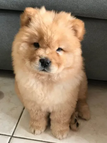 Filhote Chow-chow, Os filhotes mais amorosos e brincalhões esperam por você!