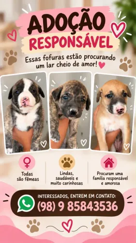 Filhotes para doação