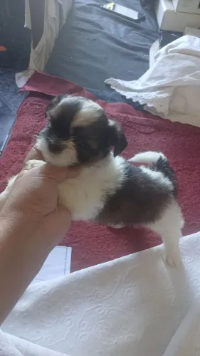 Cachorro  shitzu 