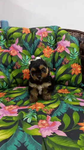 Yorkshire machinho