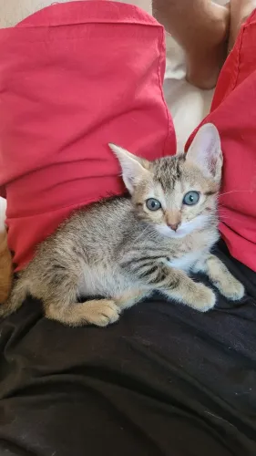 Doação de gatas - Nova Iguaçu - Rio de janeiro 