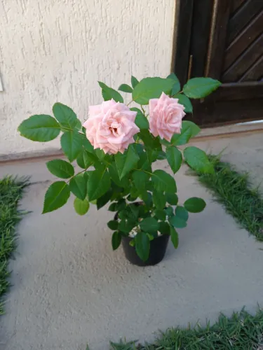 Linda Rosa Clara Dobrada.