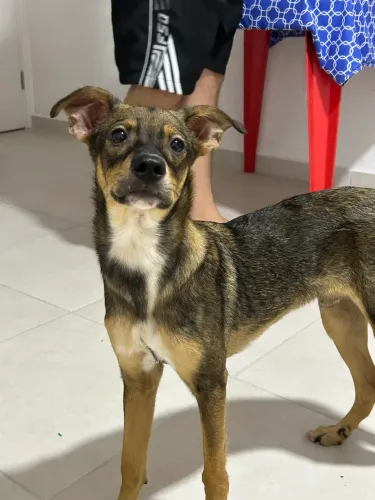 Cachorro para adoção responsável 
