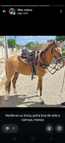 Egua potra mansa de tudo, sela e carroça, confiavel até para criança 