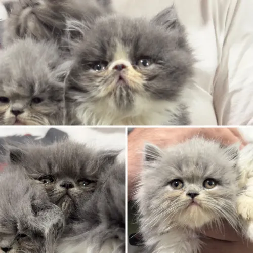 Filhotes de gato persa