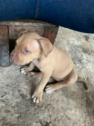 PitMonster
