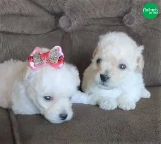 Poodle o pedigree chega na sua casa 