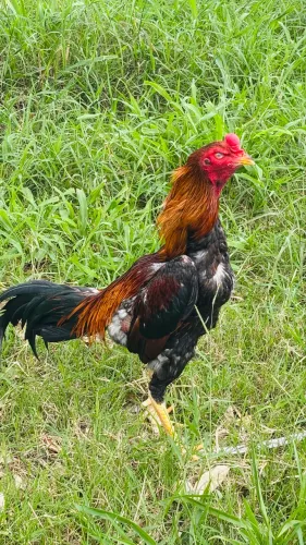 Galo índio 