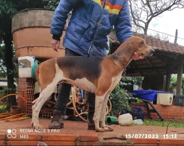 Cachorro