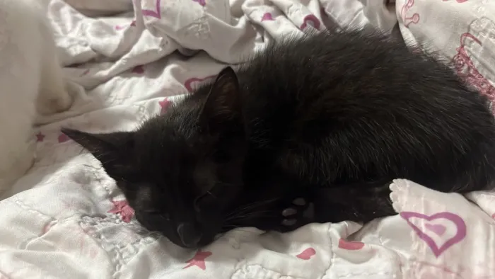 adoção gato preto