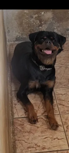 Rottweiler