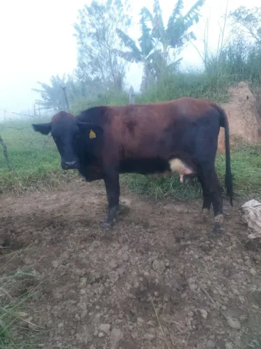 Vaca gersolanda