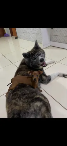 Akita 