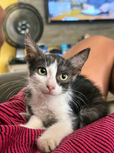 GATINHO PARA ADOÇÃO