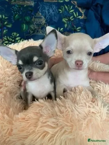 Baby Chihuahua super dócil e com ótima socialização