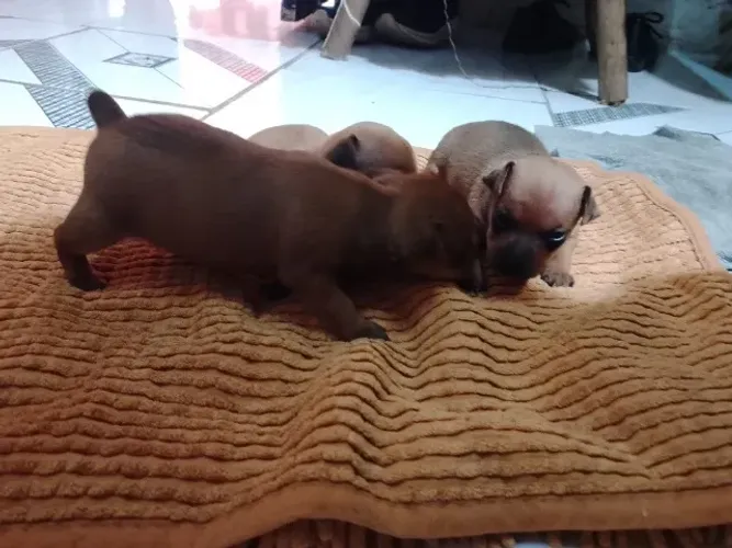 Filhote pinscher com 30 dias,vermifuga(8738.5644)do, saudáveis.1femea e 2 machos